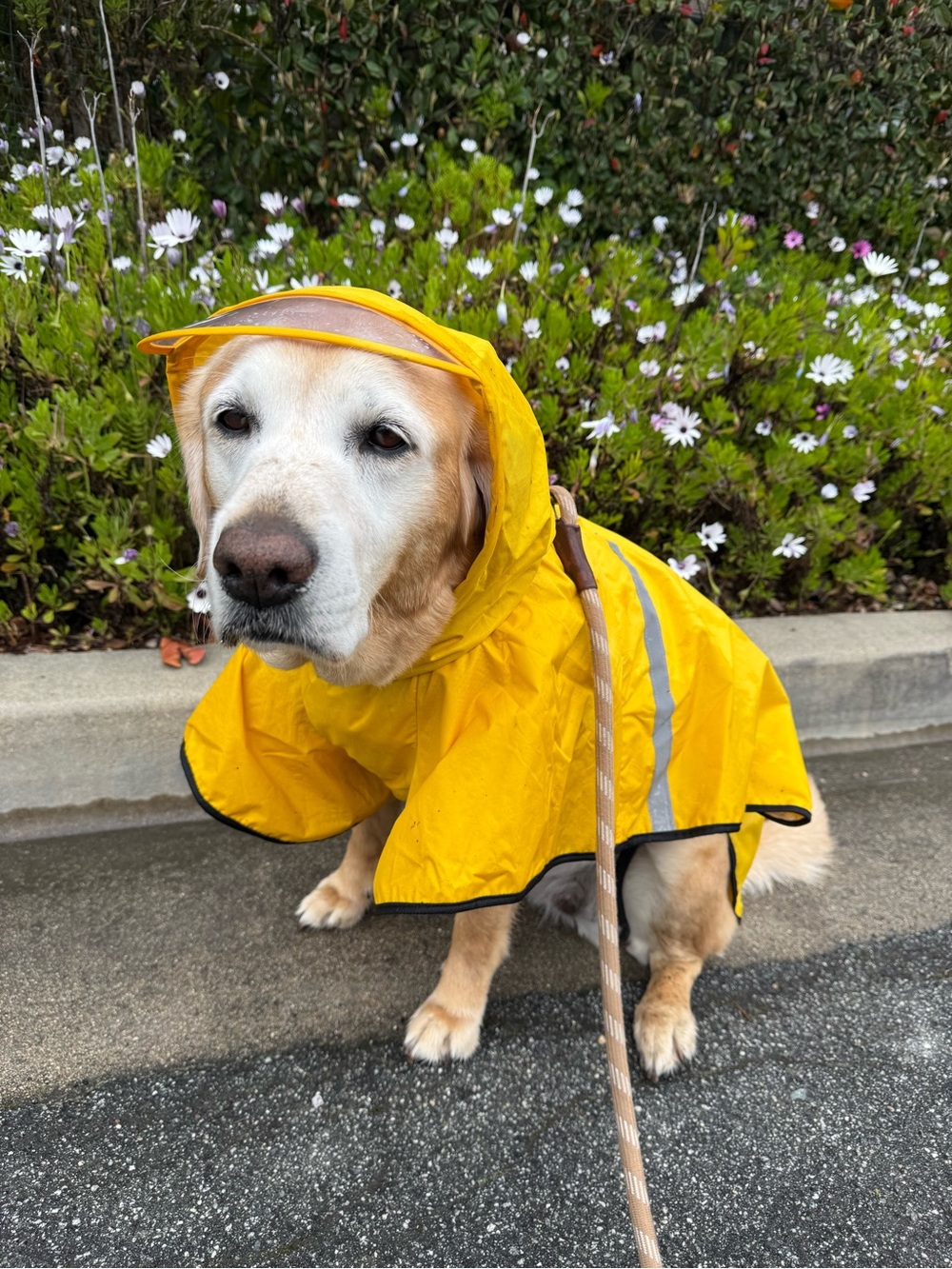 Yellow Dog Raincoat 5XL Clear Visor Hood Mesh Lining